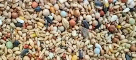 gamefowl maintenance feed mix|Conditioning Feeds and Feeding – The Total Gamefowl.